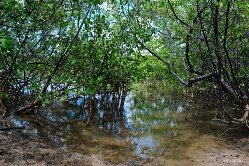 Photographs of the village and the beach of São Miguel dos Milagres - Alagoas State