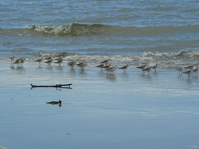 Beach of Canavieiras - Bahia State