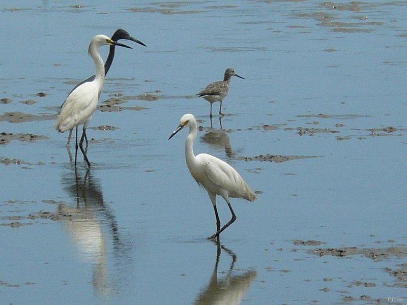 Beach of Canavieiras - Bahia State