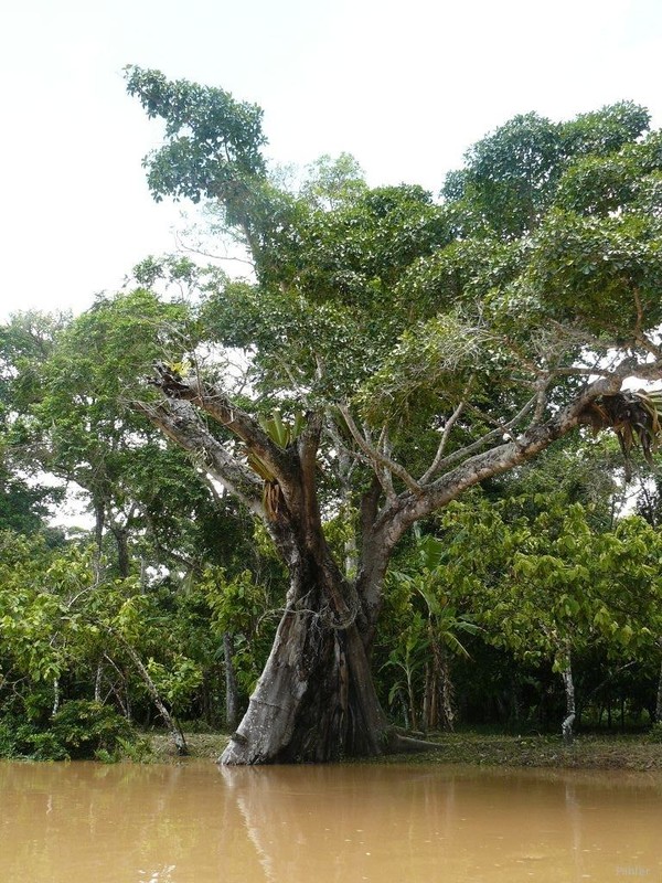 Mangrove of Canavieiras - Bahia State