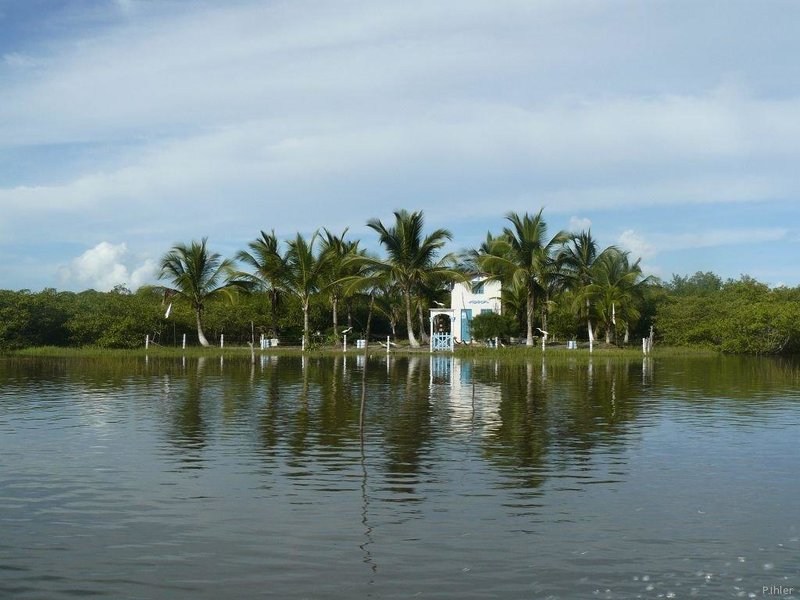 Mangrove of Canavieiras - Bahia State