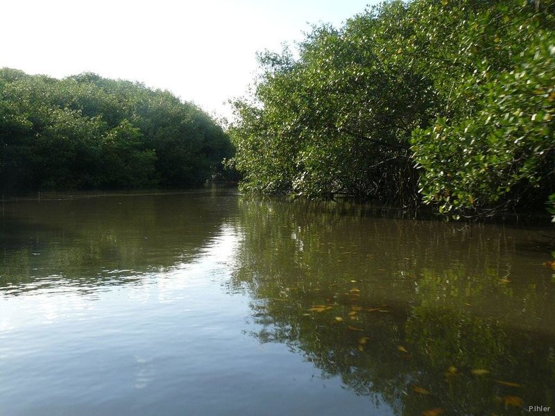 Mangrove of Canavieiras - Bahia State