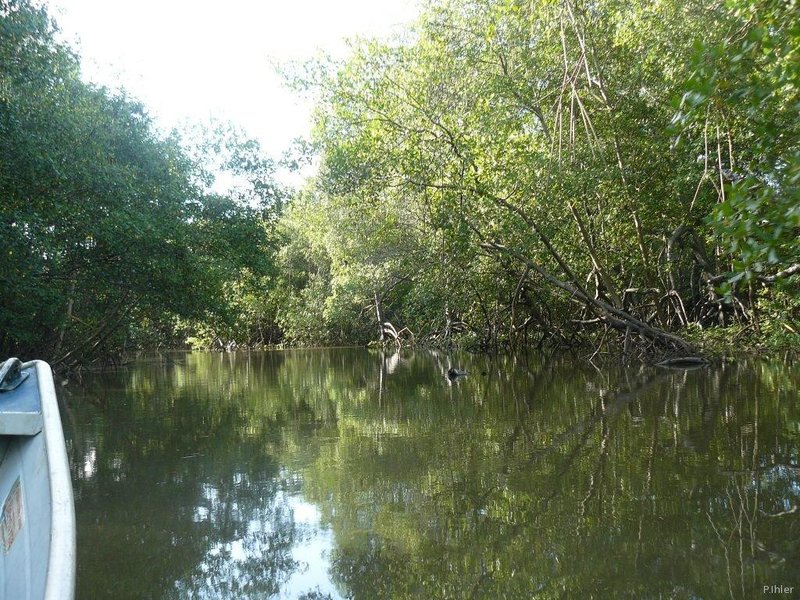 Mangrove of Canavieiras - Bahia State