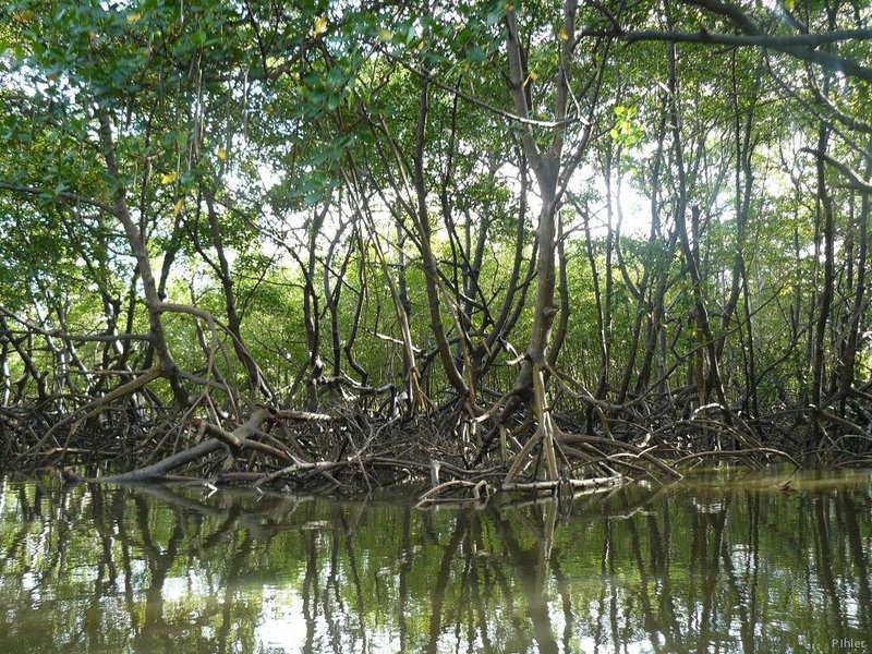 Mangrove of Canavieiras - Bahia State