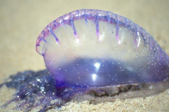 Photograph of a siphonophore ou Physalia, different gelatinous organisms from jellyfish.