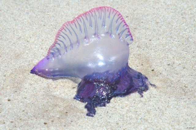 Photograph of a siphonophore ou Physalia, different gelatinous organisms from jellyfish.